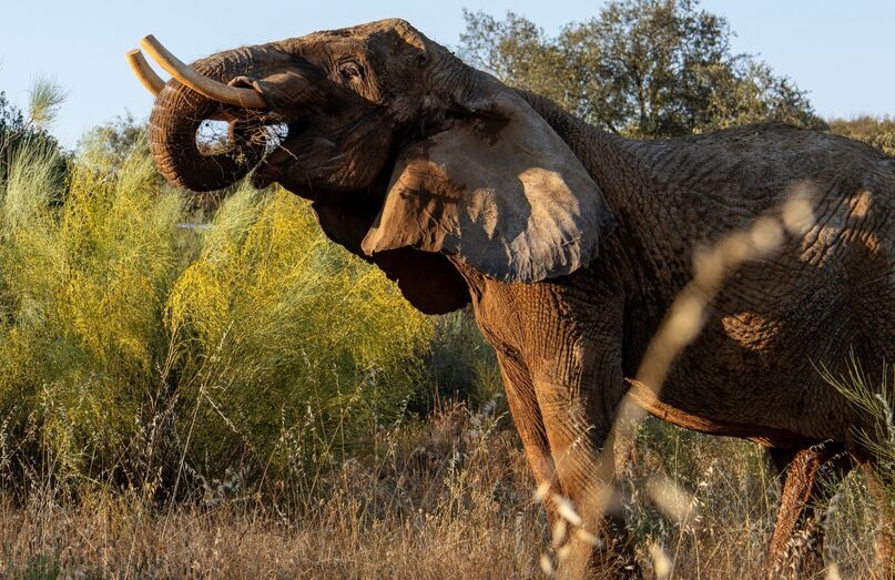 Assim foi o primeiro dia da elefante Julie no Santuário Pangea em pleno Alentejo 