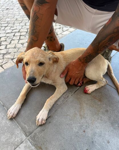 PSP investiga vídeo que mostra criança a alegadamente tentar afogar um cão em Lisboa