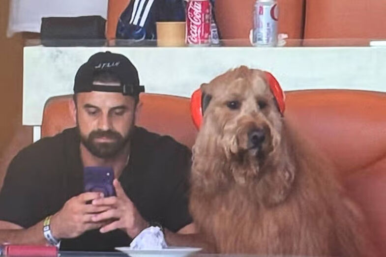 Há um novo ídolo do Mundial! Conheça o Brodie, o cão com headphones que conquistou o Mundial (e já era uma estrela da internet)