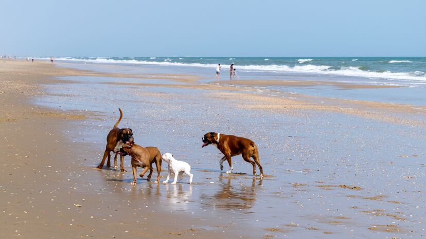 Os seus cães gostam de ir à praia? Conheça 8 praias portuguesas que são pet-friendly
