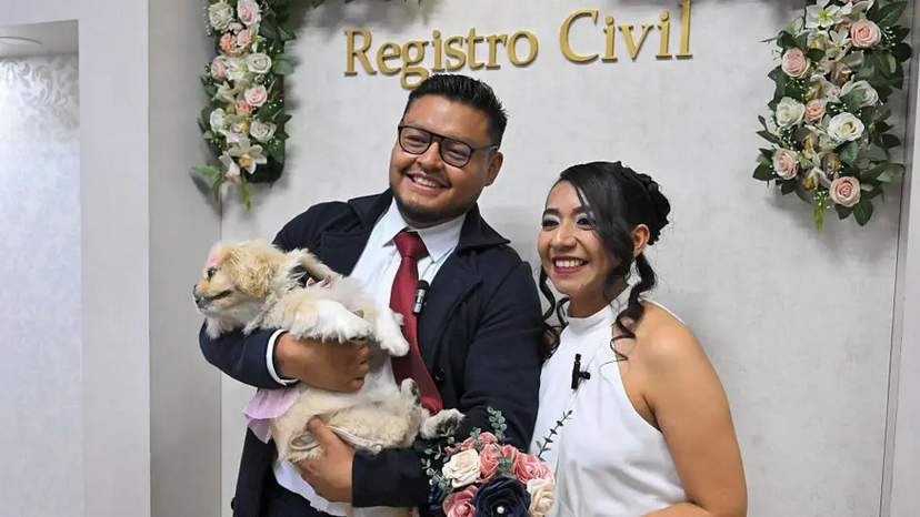 Até que a morte os separe! No Equador, cães e gatos já podem ser "testemunhas" dos casamentos civis