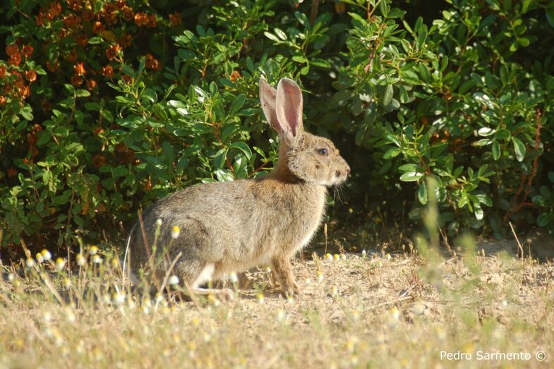 Coelho-ibérico em Portugal, um animal vital para a biodiversidade
