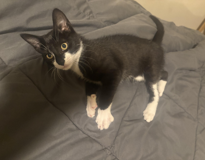 Encontrámos a "criminosa" mais fofa de sempre? Gata raptada acaba no meio de um assalto a um banco nos EUA