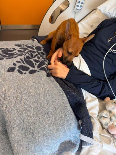 Um abraço com quatro patas. Cães e gatos já podem visitar os tutores internados no Hospital de São João 