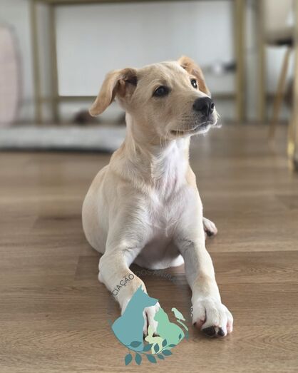 Depois do susto, Dobby está recuperado e à procura de uma nova família