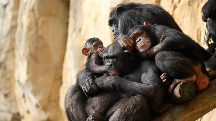 Jardim Zoológico de Lisboa dedica fim-de-semana aos avós com atividades para toda a família