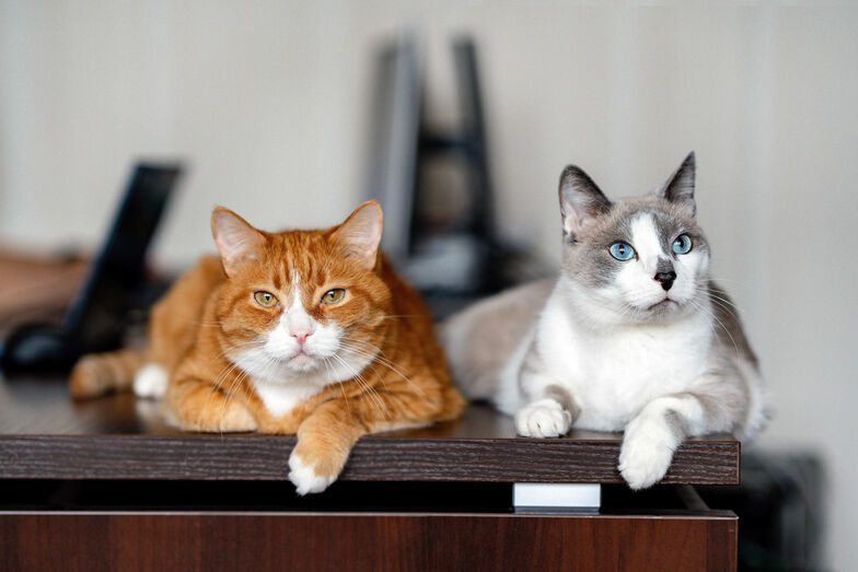 Banho? Nem pensar! Siga estes 4 truques para manter o seu gato fresco nos dias mais quentes
