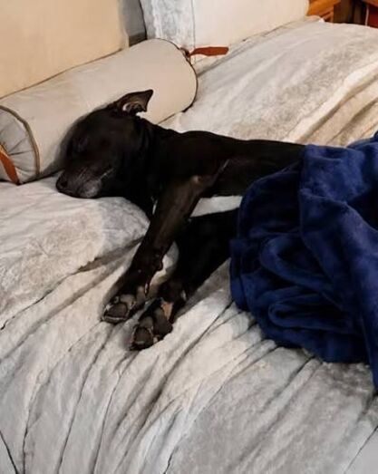 Um cão de rua conquistou um expositor de móveis e ganhou uma família. Conheça a história de Jumo