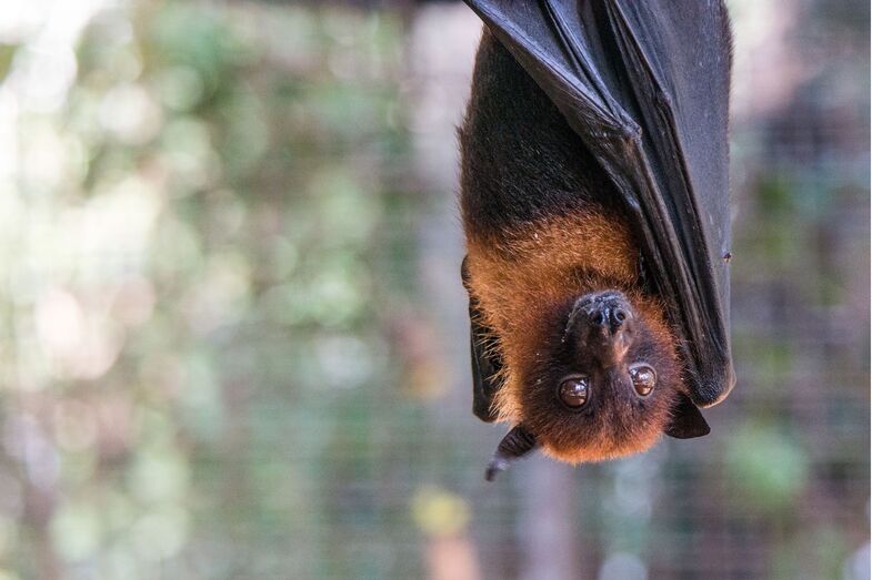 Das aves aos morcegos, Bragança vai estudar o impacto do eclipse nos animais