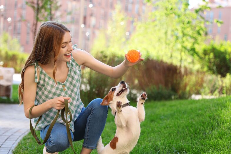 Costuma brincar com os seus animais de estimação? Se não o faz, devia! E damos-lhe 6 bons motivos 