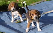 Apresentamos-lhe Bailey e Alfie. São os dois primeiros cães editados geneticamente para reduzir alergias