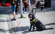 Cães de assistência ainda enfrentam barreiras no acesso a restaurantes, hotéis e transportes, denuncia a ANIMAS