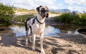 Cães de raças gigantes vivem menos e adoecem mais vezes, revela estudo