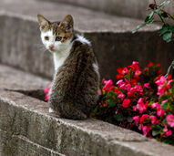 As férias não são desculpa! PSP e GNR já identificaram 124 suspeitos de abandono animal em 2026