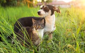 Afinal, quantos cães e gatos pode ter legalmente em casa? Nós explicamos