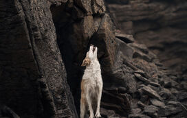 Já há vencedores dos Pet Photography Awards 2026! E estas foram as fotos premiadas