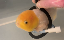 Uma história emocionante! Peixe recebe "cadeira de rodas" feita à medida e conquista a internet