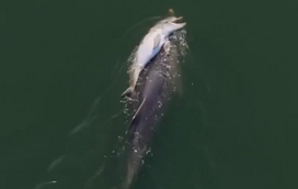 Comovente! Vídeo mostra mãe golfinho a transportar a cria morta durante dias