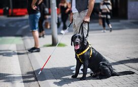 Alerta e indignação! A discriminação inacreditável que recusa a entrada a cães de assistência