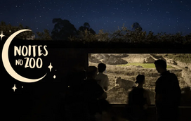 A vida dos animais noturnos vai deixar de ser um mistério. Zoo de Santo Inácio abre as portas a horas tardias para os mais curiosos