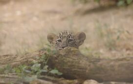Há três novos motivos para visitar o Zoo de Lisboa! Nasceram crias de Leopardo-da-pérsia