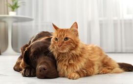 Esá à procura de um novo amigo de quatro patas? A Feira de Adoção Animal está de volta a Baião