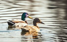 Faz parte do grupo de pessoas que costuma dar pão duro aos patos? Pare já com isso! Pode estar a prejudicar os animais