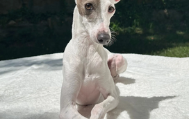 Sir Spud é o vencedor da capa da Dogue 2026. Conheça o galgo italiano que deixou milhares de patudos para trás