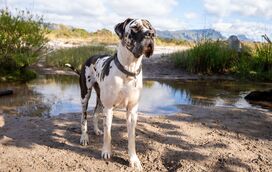 Cães de raças gigantes adoecem mais vezes e vivem menos anos. E há um estudo que explica as razões para este fenómeno