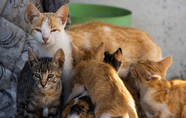 Um apelo  à esterilização e à adoção. Foram acolhidos mais 40 mil cães e gatos desde 2025 por centros de recolha animal