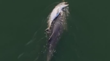 Vídeo mostra mãe golfinho a transportar a cria morta durante dias