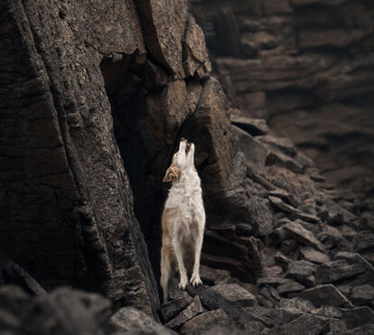 Já há vencedores dos Pet Photography Awards 2026! E estas foram as fotos premiadas