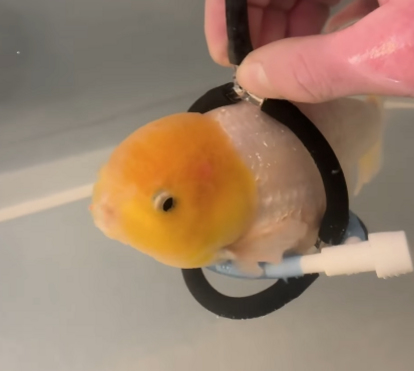 Uma história emocionante! Peixe recebe 'cadeira de rodas' feita à medida e conquista a internet
