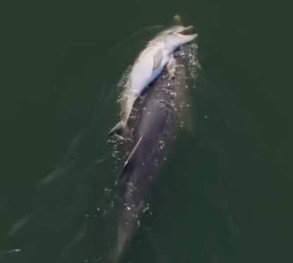 Comovente! Vídeo mostra mãe golfinho a transportar a cria morta durante dias