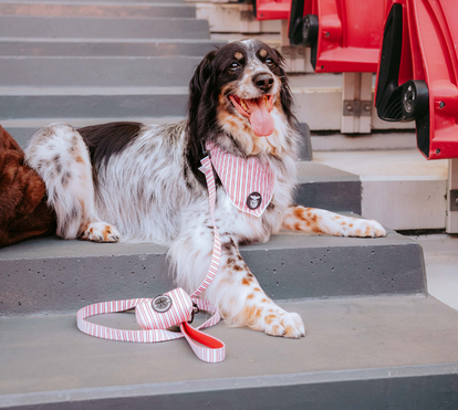É benfiquista e quer que o seu patudo vista a camisola? Há um novo equipamento oficial do Benfica exclusivo só para pets