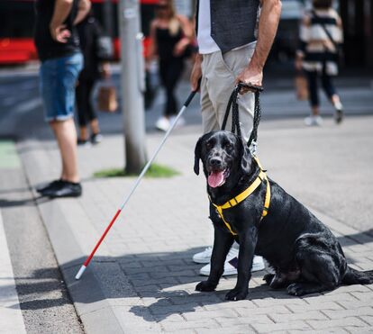 Cães de assistência ainda enfrentam barreiras no acesso a restaurantes, hotéis e transportes, denuncia a ANIMAS