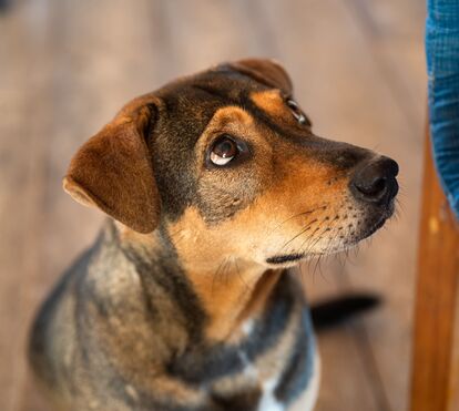 Será que os cães conseguem distinguir tristeza, medo e zanga? Novo estudo diz que sim