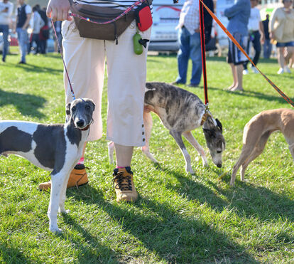 Parque de Vanicelos vai receber uma Cãominhada e uma tarde dedicada aos patudos de Setúbal
