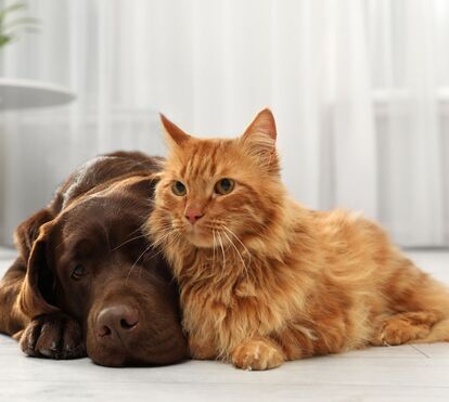 Esá à procura de um novo amigo de quatro patas? A Feira de Adoção Animal está de volta a Baião