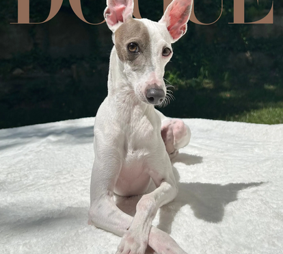 Sir Spud é o vencedor da capa da Dogue 2026. Conheça o galgo italiano que deixou milhares de patudos para trás