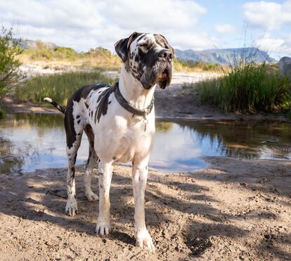 Cães de raças gigantes adoecem mais vezes e vivem menos anos. E há um estudo que explica as razões para este fenómeno