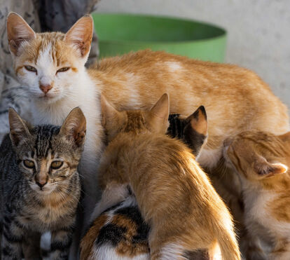 Um apelo  à esterilização e à adoção. Foram acolhidos mais 40 mil cães e gatos desde 2025 por centros de recolha animal