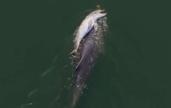 Vídeo mostra mãe golfinho a transportar a cria morta durante dias