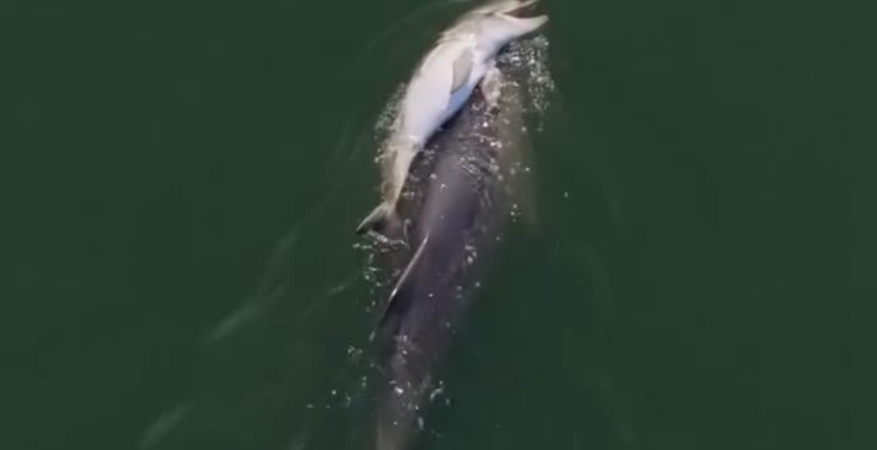 Vídeo mostra mãe golfinho a transportar a cria morta durante dias