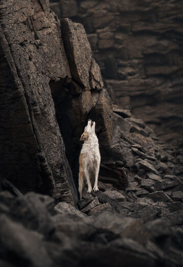 Já são conhecidos os vencedores dos Pet Photography Awards 2026! Veja aqui todas as fotos premiadas