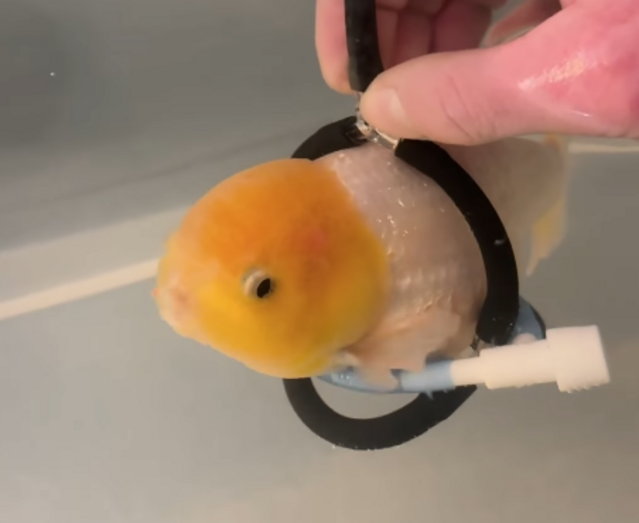 Uma história de superação! Peixe recebe "cadeira de rodas" feita à medida e conquista a internet