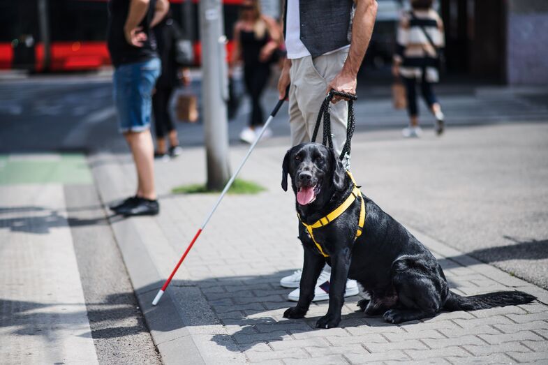 Cães de assistência ainda enfrentam barreiras no acesso a restaurantes, hotéis e transportes, denuncia a ANIMAS