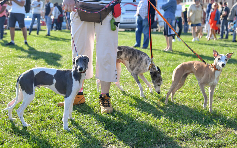 Parque de Vanicelos vai receber uma Cãominhada e uma tarde dedicada aos patudos de Setúbal