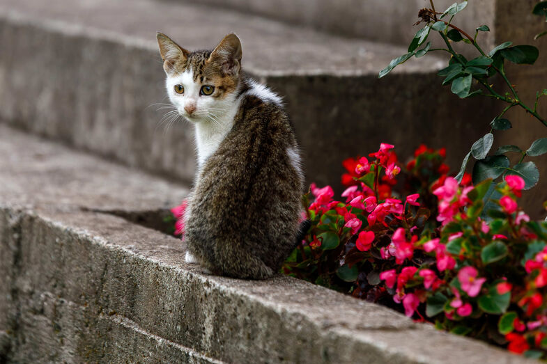 As férias não são desculpa! PSP e GNR já identificaram 124 suspeitos de abandono animal em 2026