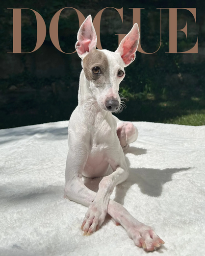 Temos vencedor! Este é o Sir Spud, o patudo que ganhou a capa da Dogue 2026